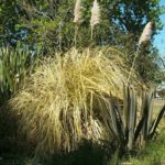 colac-botanical-gardens-3