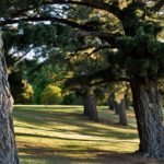 colac-botanical-gardens-4