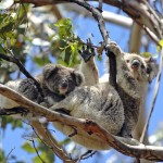 koalas-in-tree-1