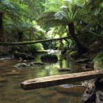 otway-riverways-1